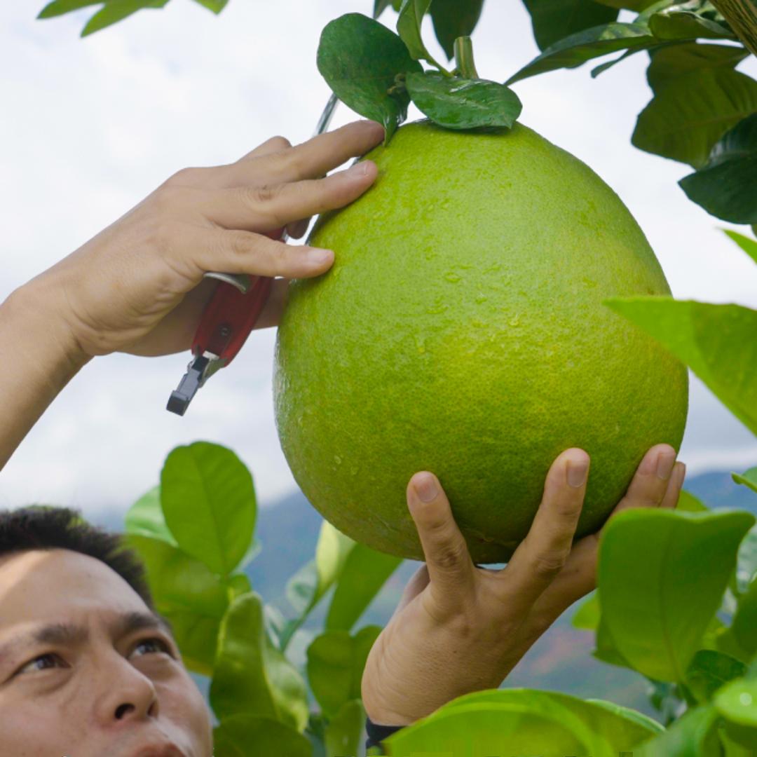 新鲜应季云南哀牢山种植 泰国红柚子