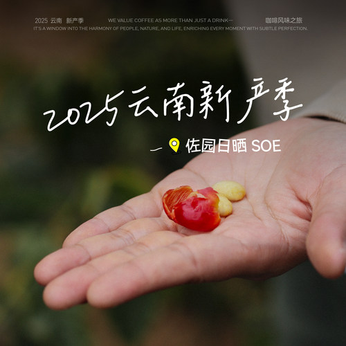 【SOE意式】FISHER啡舍F2云南佐园日晒卡蒂姆意式浓缩咖啡豆454g