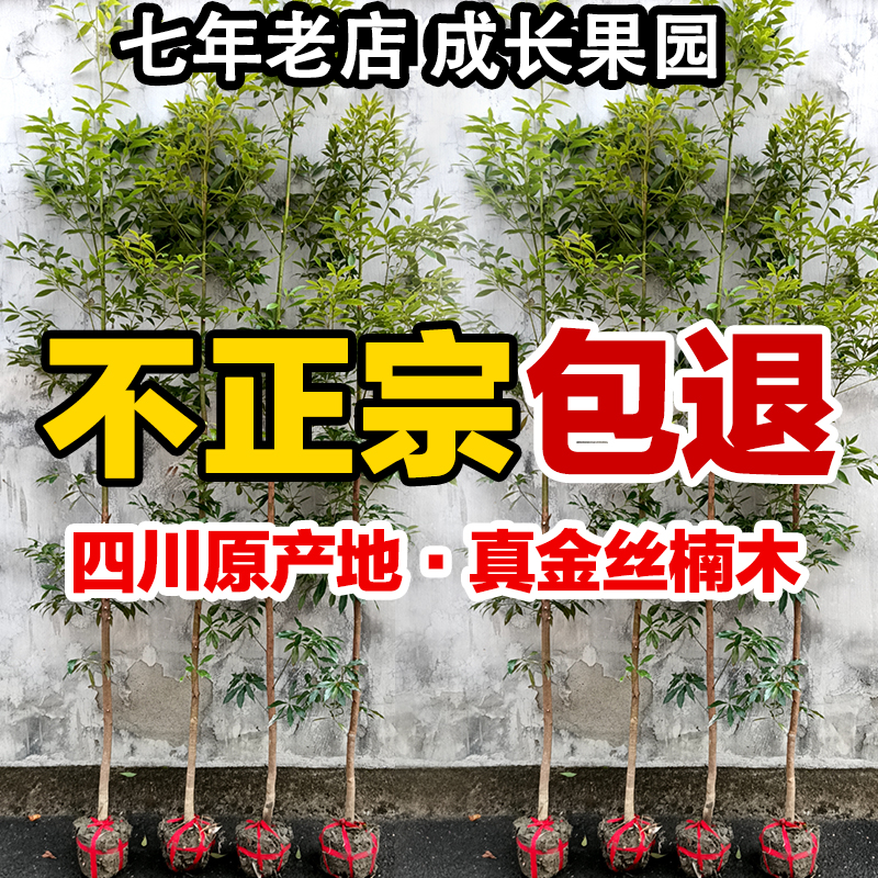 正宗四川金丝楠木树苗十大名贵小叶桢楠大树苗风景庭院门前旺宅树