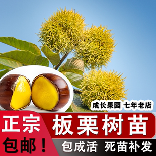 正宗四川大紅袍板栗樹果苗活苗嫁接板栗苗樹北方南方種植栗子樹苗