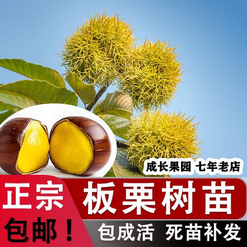 【正品】板栗树嫁接苗