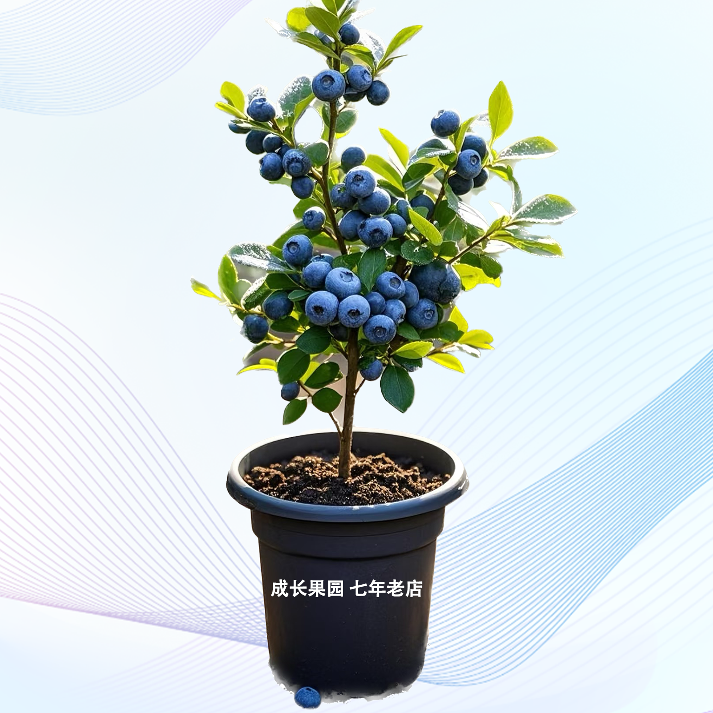 【精选正品】蓝莓树苗