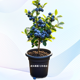 正宗蓝莓树苗f6盆栽l25蓝莓树果苗带果特大四川各种果树果苗大全