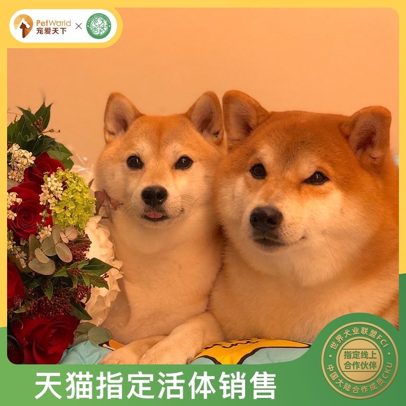 柴犬素材模板 柴犬图片下载 小麦优选