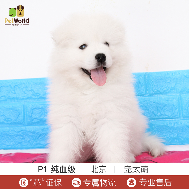 宠爱天下 宠太萌 萨摩耶犬活体纯种犬宠物狗狗白色萨摩幼犬?#34892;?#29356;