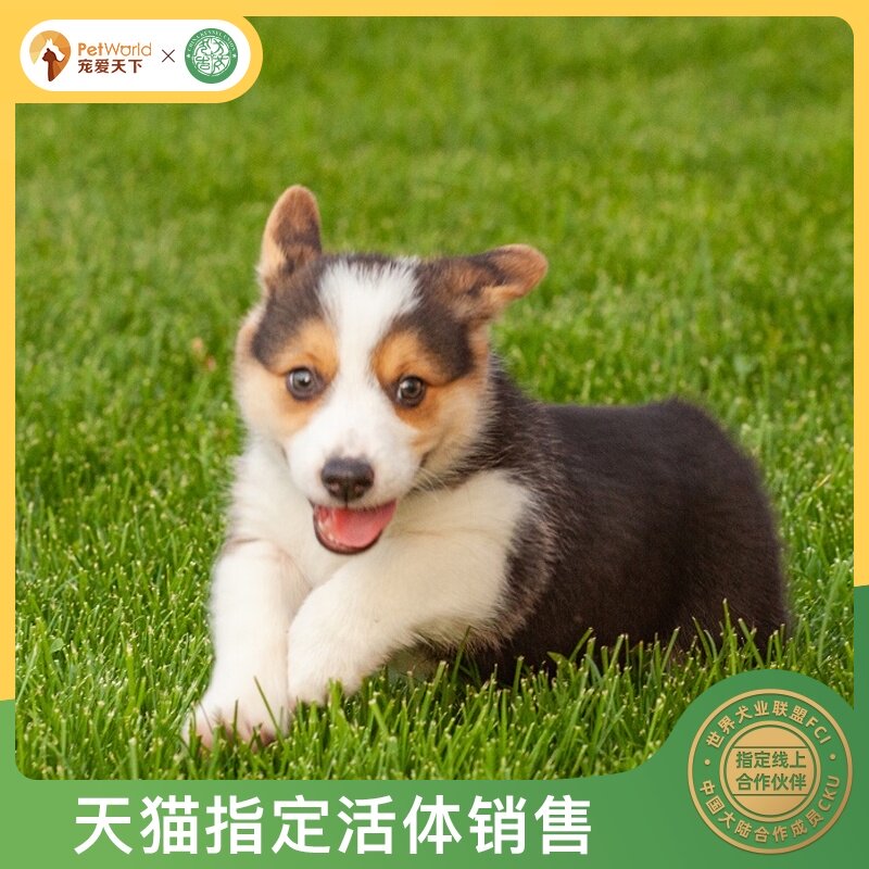 Pet The world Thoroughbred Corgi living thing Dogs Wales Tricolor Corgi Puppies Pet dog Corgiin the Pet/Pet food and supplies , Dogs  category - from Buy2taobao.com to provide professional Taobao agent buy service