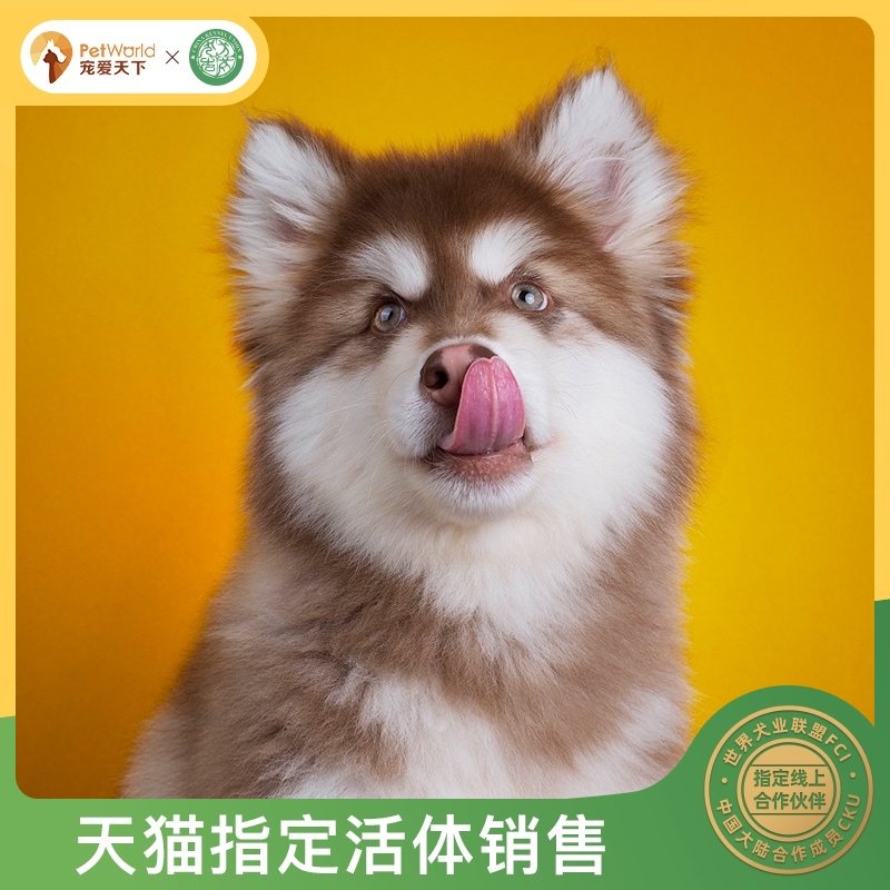 宠爱天下 阿拉斯加幼犬雪橇犬熊版纯种巨型阿拉宠物狗狗大型犬|ruв категории животное/Животное питание и принадлежностей, собака - от Buy2taobao.com для оказания профессиональной услуги покупки агента Taobao