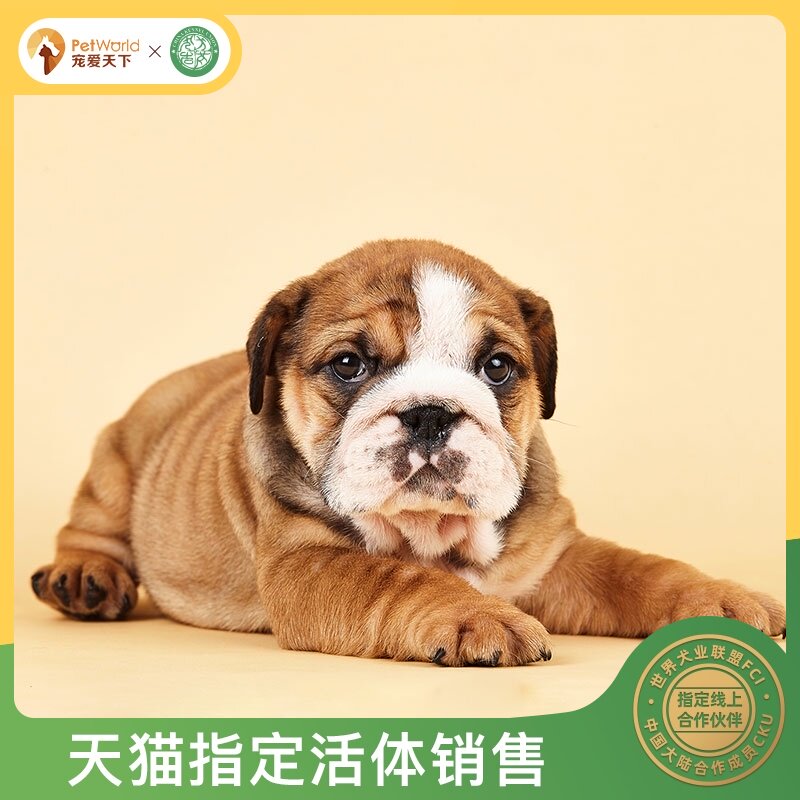 Pet The world Britain Bulldog Thoroughbred Pet dog Yellow and white living thing British Cattle Puppies living thingin the Pet/Pet food and supplies , Dogs  category - from Buy2taobao.com to provide professional Taobao agent buy service