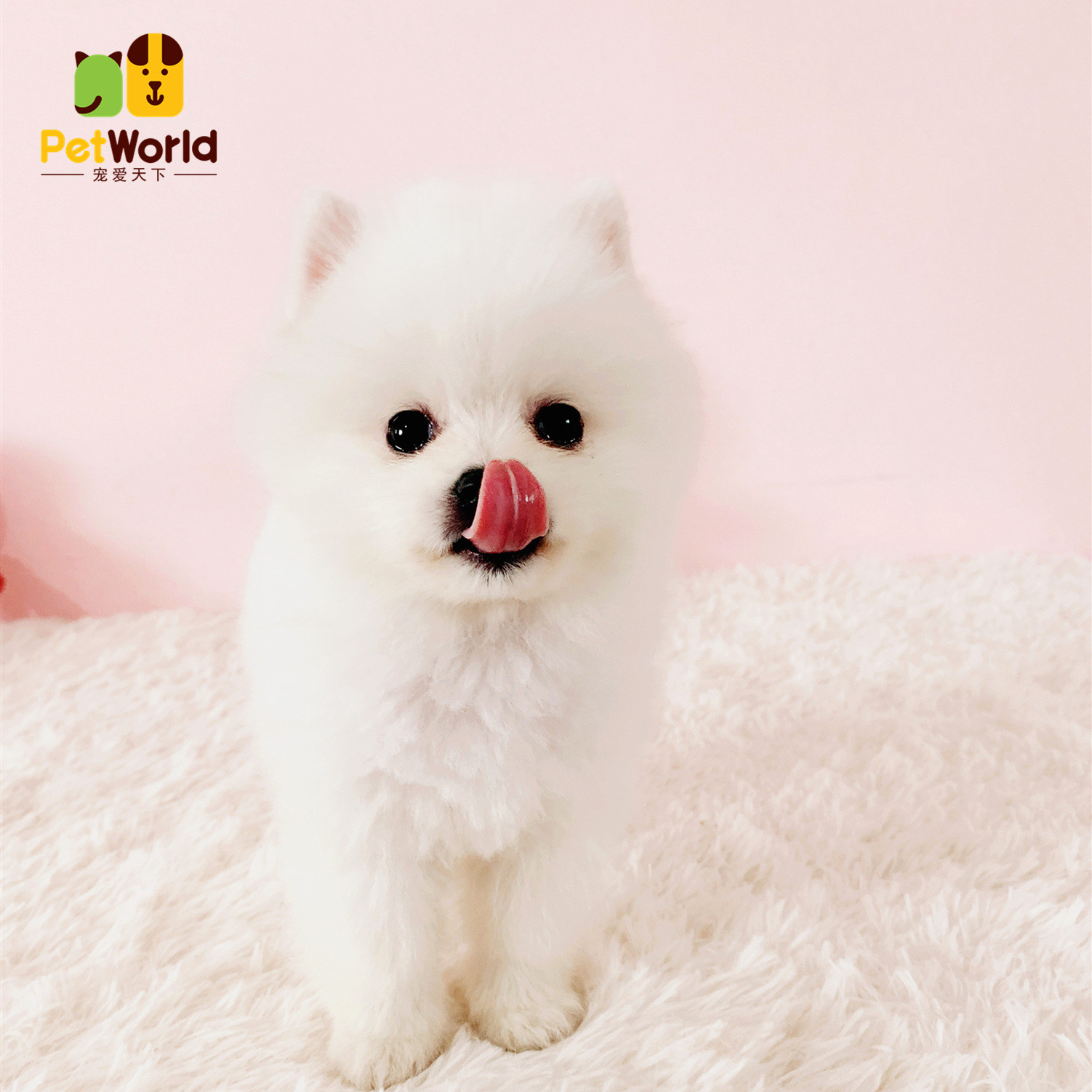 宠爱天下 星脉犬舍纯种博美犬幼犬活体宠物狗 上海可实地挑选
