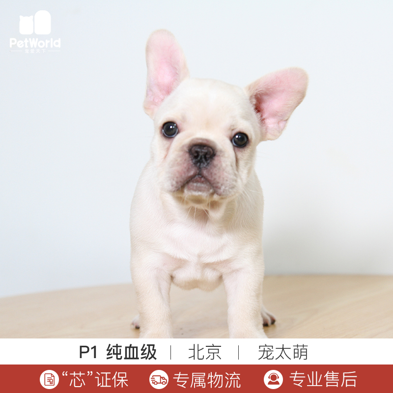 宠爱天下 宠太萌 法国?#25918;?#29356;宠物狗狗法斗幼犬法牛幼犬活体纯种