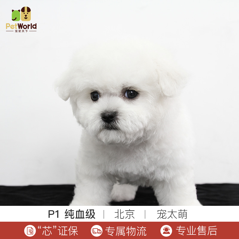 宠爱天下 宠太萌 比熊犬活体纯种犬宠物狗活体白色比熊幼犬狗狗