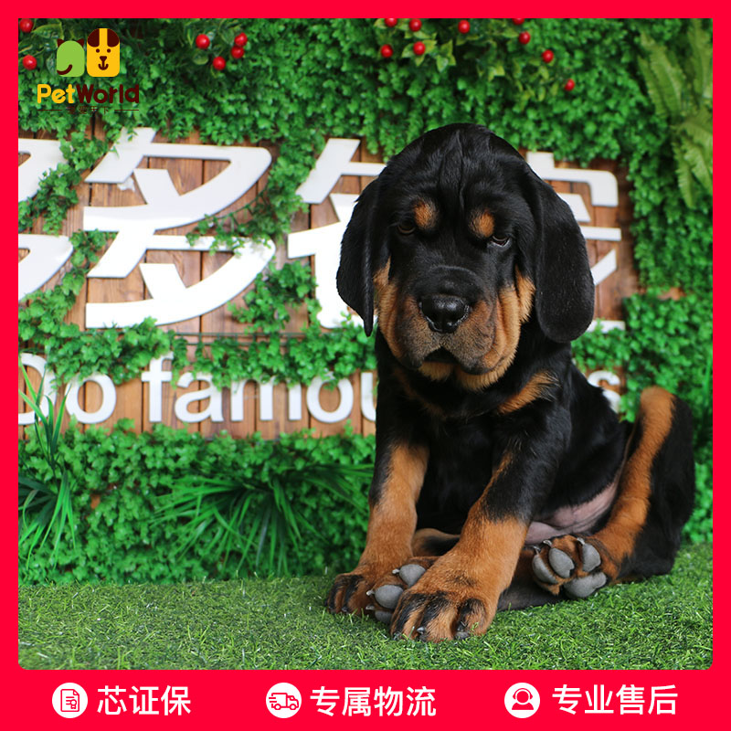宠爱天下 多多名宠 罗威纳幼犬活体 纯种宠物狗狗罗威纳活体幼崽
