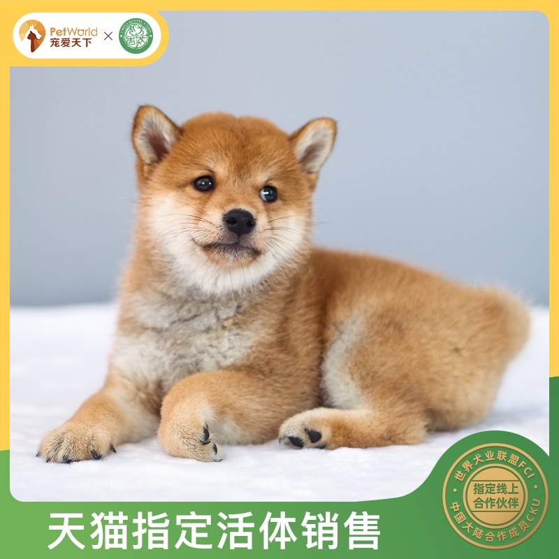 宠爱天下 纯种柴犬幼犬活体宠物狗狗活幼体日本小柴犬幼崽小型犬|msdalam kategori haiwan peliharaan/makanan haiwan dan bekalan, anjing - dari Buy2taobao.com untuk memberikan perkhidmatan ejen Taobao profesional membeli