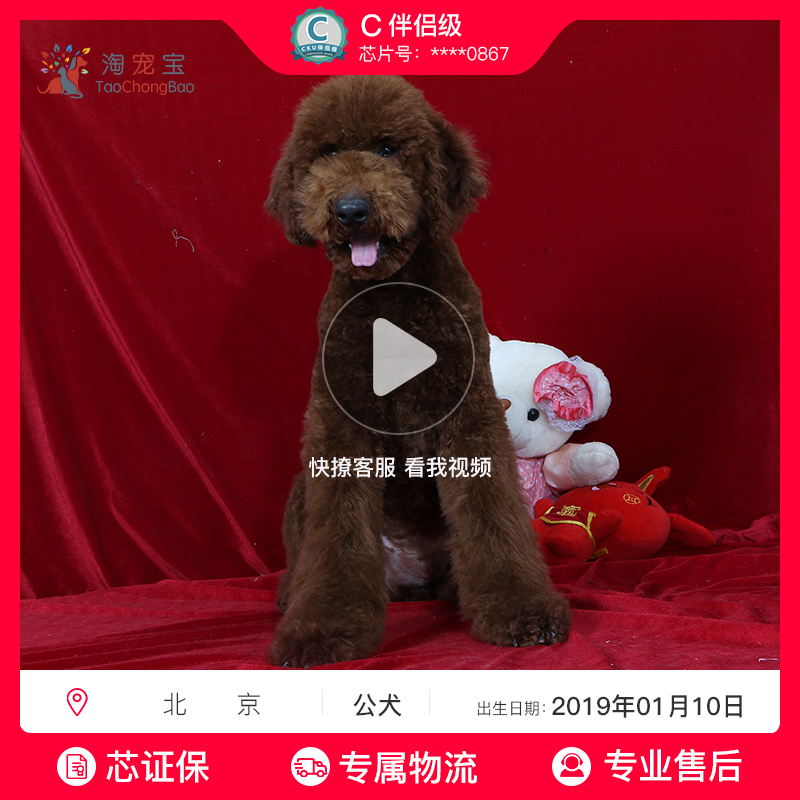宠爱天下 多多名宠 标准贵宾巨型贵宾犬活体宠物狗狗巨贵幼犬活体