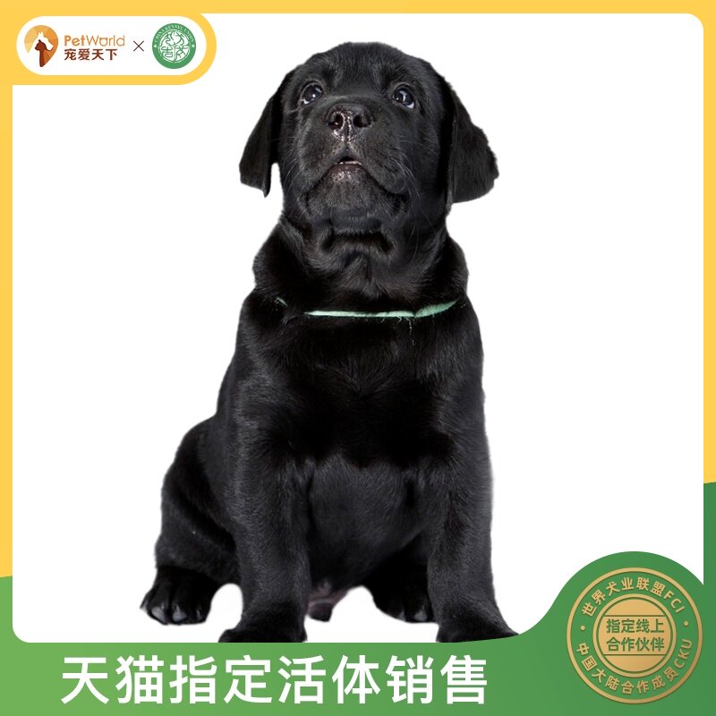 Pet The world Rab Lhatog Puppies pet Dogs Thoroughbred black Rab Lhatog Pet dogin the Pet/Pet food and supplies , Dogs  category - from Buy2taobao.com to provide professional Taobao agent buy service