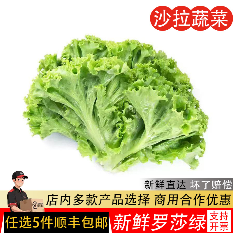 新鲜绿毛珊瑚罗莎绿生菜健身食材
