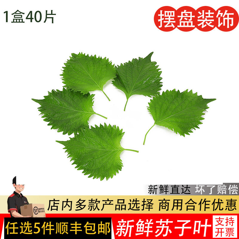新鲜紫苏叶子食用花草苏子叶烤肉配料寿司日料刺身摆盘装饰叶子