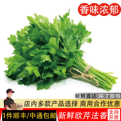 欧芹新鲜意大利番西香料菜新鲜