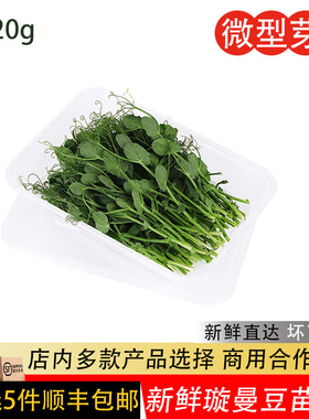 新鲜水培璇蔓豆苗Pea Shoots西餐日料刺身摆盘装饰沙拉蔬菜豌豆苗