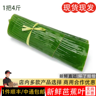芭蕉叶4斤新鲜农家香蕉叶糍粑粽子糕点傣式烤鸡烧烤菜肴摆盘装饰
