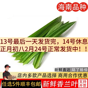 斑斓叶新鲜食用千层蛋糕原料摆盘装饰烘焙奶茶商用班兰叶子香兰叶
