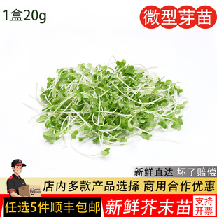 芝麻苗20g食用苗芽芥末苗西餐沙拉装饰点缀摆盘新鲜蔬菜摆盘食用