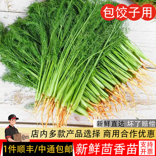 茴香菜新鲜现摘茴香苗带根500g包饺子馅料农家小茴香菜新鲜蔬菜