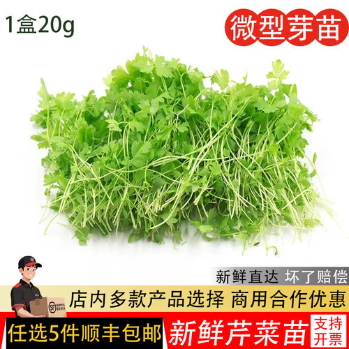 芹菜苗新鲜香菜苗三叶可食用酒店