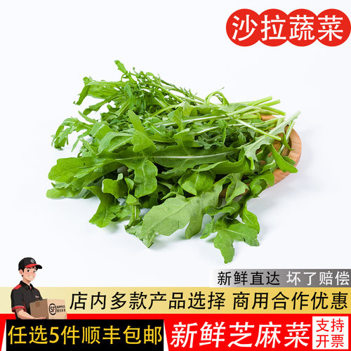 芝麻菜新鲜生菜500g芝麻叶火箭菜