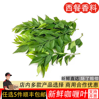 咖喱叶新鲜西餐饮香料菜调味调料