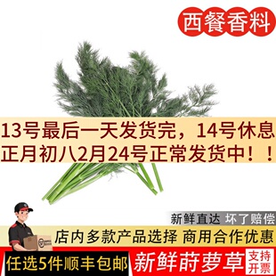 刁草新鲜莳萝草100g食用泰国西餐香料菜调料调味茴香西餐酒店摆盘