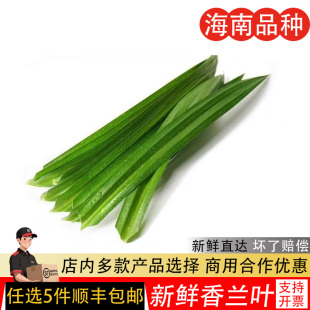 斑斓叶新鲜食用千层蛋糕原料摆盘装饰烘焙奶茶商用班兰叶子香兰叶