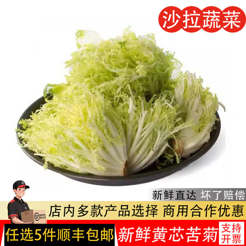 新鲜黄心苦菊500g苦叶生菜苦苣九芽狗牙菜苦细叶蔬菜沙拉西餐食材
