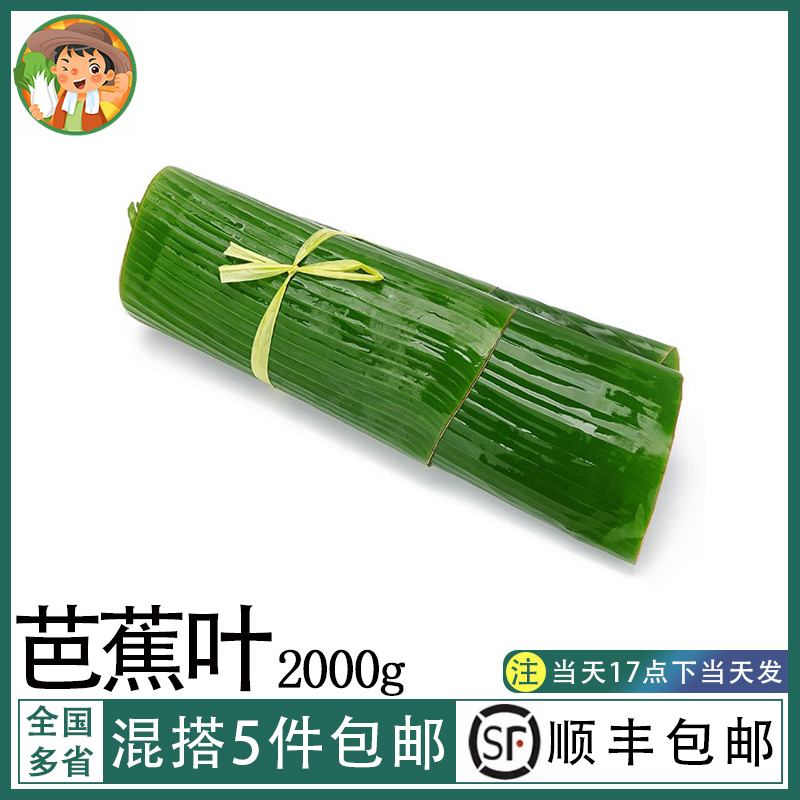 芭蕉叶4斤新鲜农家香蕉叶糍粑粽子糕点傣式烤鸡烧烤菜肴摆盘装饰