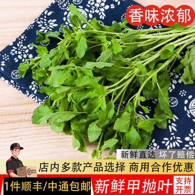 新鲜甲抛叶打抛叶塔抛泰式香料菜