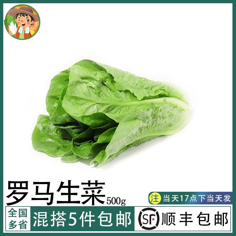 新鲜罗马生菜500g罗纹生菜蔬菜