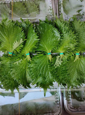 新鲜苏子叶约100片/盒日本料理大叶紫苏叶西餐香料刺身装饰摆盘用