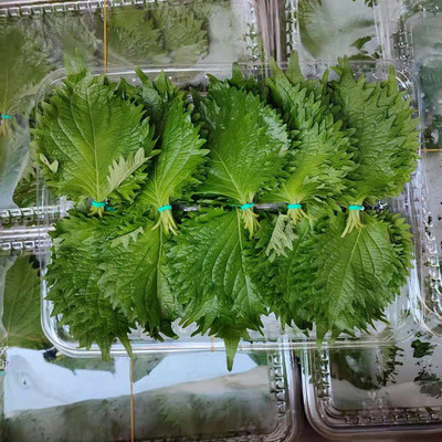 新鲜苏子叶约100片日本料理大叶