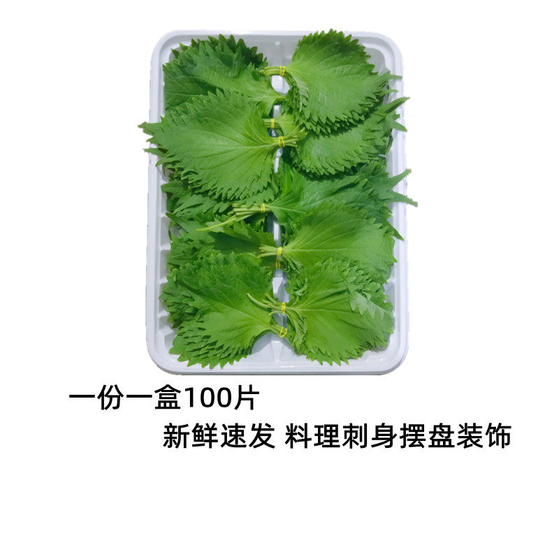 紫苏叶100片/盒大叶新鲜苏子叶韩国烧烤日本寿司料理刺身西餐摆盘