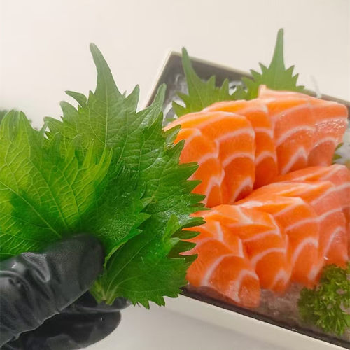 日料苏子叶紫苏叶刺身摆盘装饰