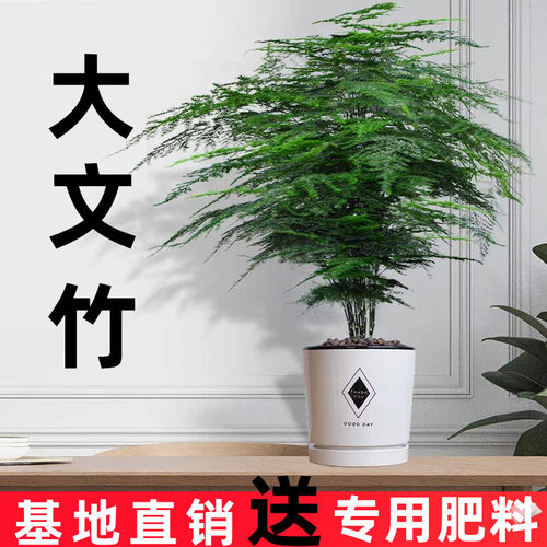 大文竹室内净化空气四季好养易活