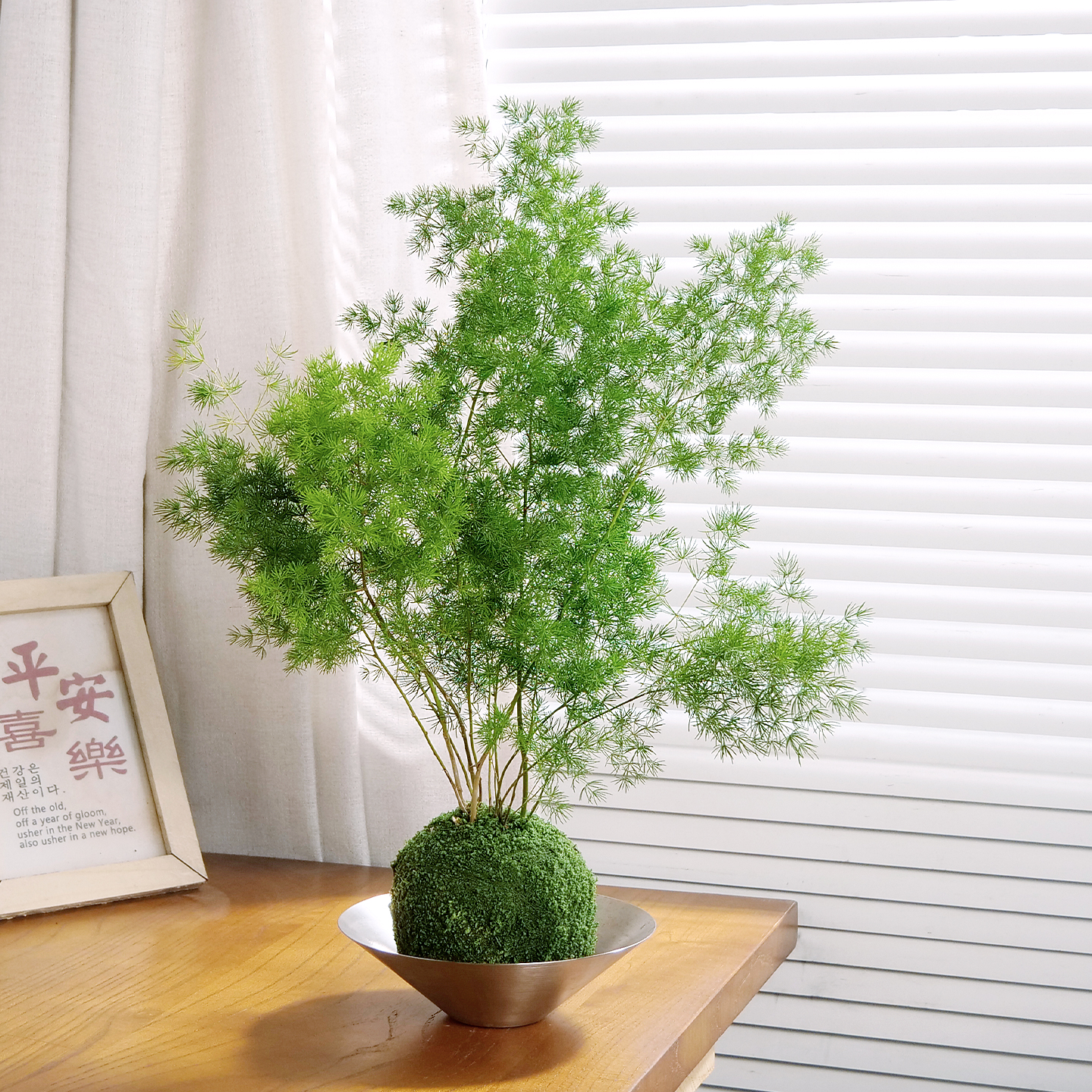 蓬莱松苔藓球简单易养护