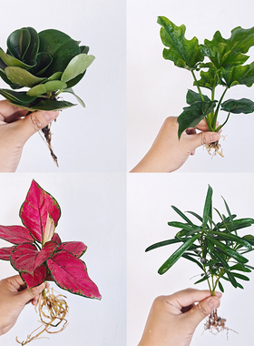 水培植物发财树小椰树绿萝竹柏好养办公室内桌面简单养护水养绿植