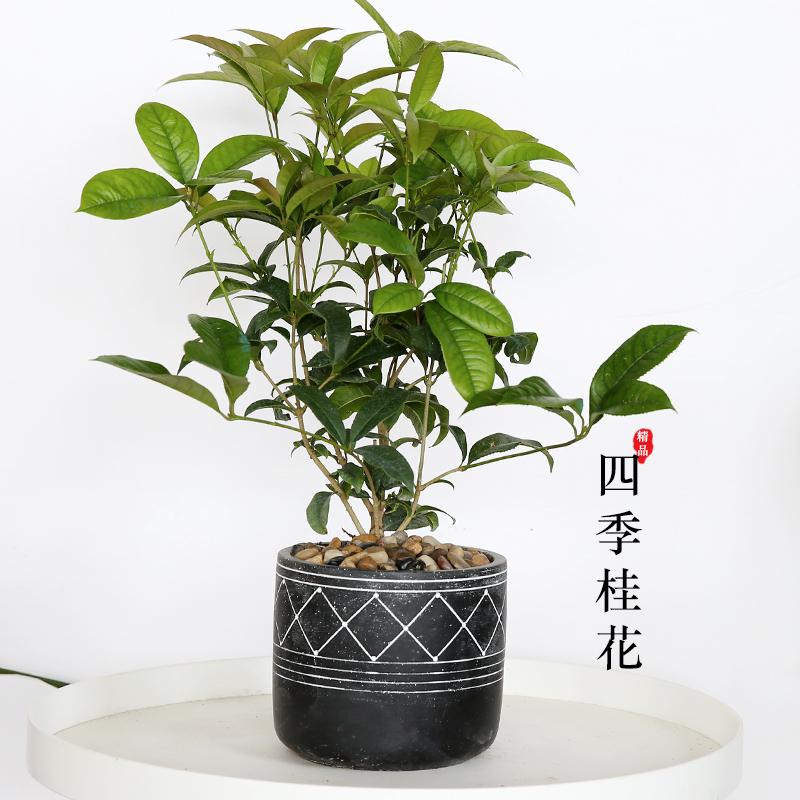 四季桂花盆栽观花植物室内阳台庭院树苗浓香型四季开花好养花卉 鲜花速递/花卉仿真/绿植园艺 时令草本花卉 原图主图