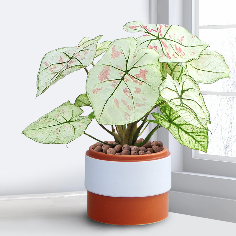 彩叶芋草莓之心盆栽室内桌面观叶植物进口北欧风网红海芋趣味热植
