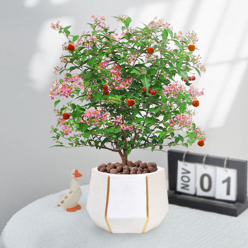 李氏樱桃窗台阳台盆景盆栽好养活