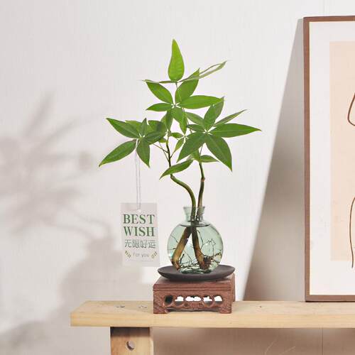 水培发财树奇趣室内桌面好养护