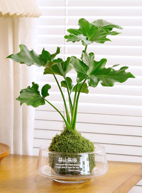 水培室内植物好养春羽发财树竹柏如意办公室内桌易活小型绿植容器