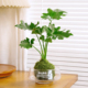 水培室内植物好养春羽发财树竹柏如意办公室内桌易活小型绿植容器