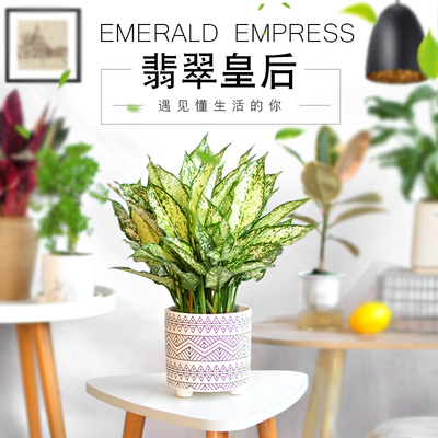 翡翠皇后植物盆栽室内办公室观叶花卉防辐射易养活绿植斑纹万年青